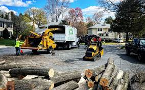 Best Tree Disease Treatment  in Jackson, CA